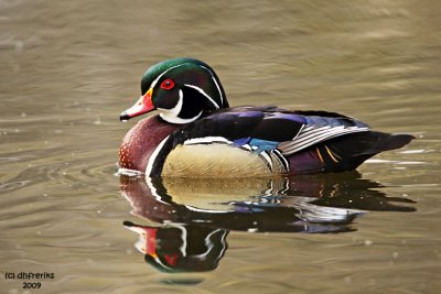 Wood Duck. Grant Park, Milwaukee