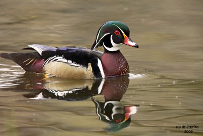 Wood Duck. Grant Park, Milwaukee