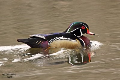Wood Duck. Grant Park, Milwaukee