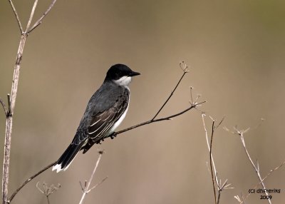 Eastern Kingbird. Horicon Marsh, WI