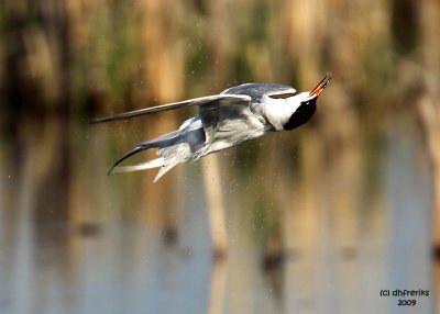 Forster's Tern doing a backflip. Horicon Marsh, WI