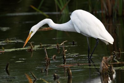 Great Egret. Horicon Marsh, WI