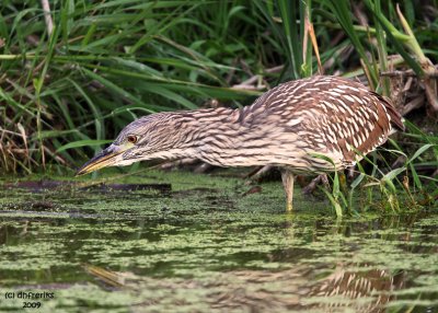 Black-crowned Night Heron. Horicon Marsh, WI