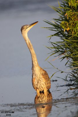 Great Blue Heron. Horicon Marsh, WI