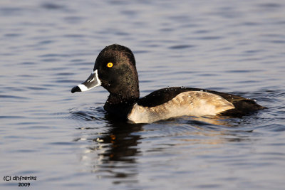 Ring-necked Duck. Horicon Marsh, WI