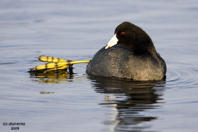 American Coot. Horicon Marsh. WI