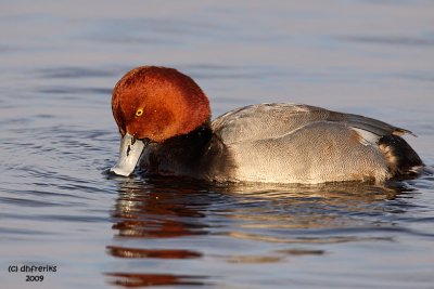 Redhead. Horicon Marsh, WI