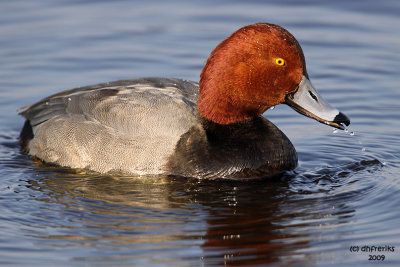 Redhead. Horicon Marsh, WI