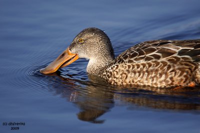 Norther Shoveler. Horicon Marsh. WI