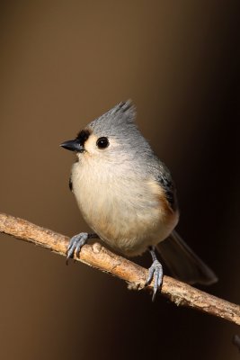 Tufted Titmouse. Chesapeake, OH