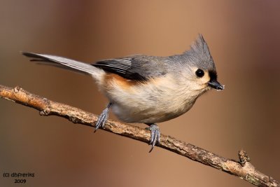 Tufted Titmouse. Chesapeake, OH