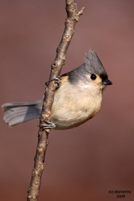 Tufted Titmouse. Chesapeake, OH