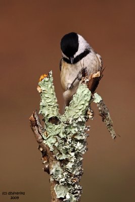 Carolina Chickadee. Chesapeake, OH