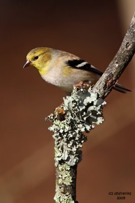 American Goldfinch, Chesapeake, OH