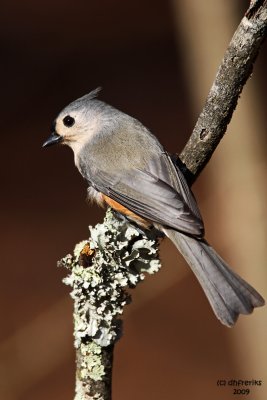 Tufted Titmouse. Chesapeake, OH