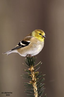 American Goldfinch. Chesapeake, OH