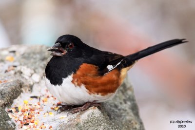 Eastern Towhee. Chesapeake, OH