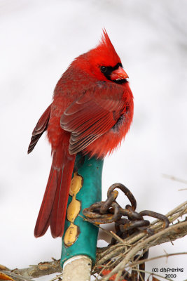cardinals_orioles_etc