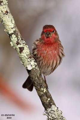 House Finch. Chesapeake, OH