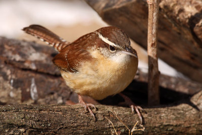 Carolina Wren. Chesapeake, OH