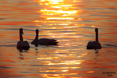 Tundra Swans and sunset. Mattamuskeet National Wildlife Refuge. N.C.