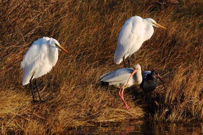 Great Egrets and White Ibis. Pea Island National Wildlife Refuge. N.C.