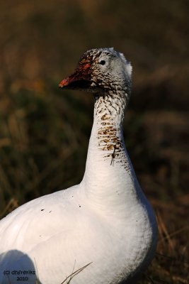Snow Geese. Pea Island National Wildlife Refuge. N.C.
