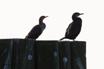 Great Cormorant. (right) Pea Island National Wildlife Refuge. N.C.