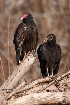 Turkey and Black Vulture. Mattamuskeet National Wildlife Refuge. N.C.