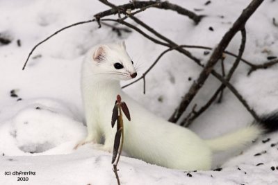 Short-tailed Weasel. Sax-Zim bog, MN