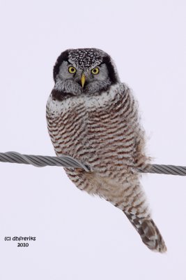 Northern Hawk Owl. Zax-Sim Bog, MN