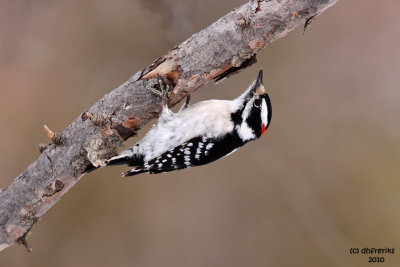 Downy Woodpecker, Zax-Sim Bog, MN