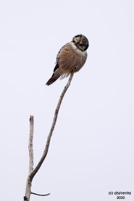 Northern Hawk Owl. Zax-Sim Bog, MN