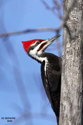 Pileated Woodpecker. Sax-Zim Bog. MN