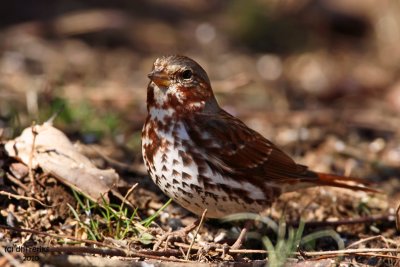 Fox Sparrow. Chesapeake, OH