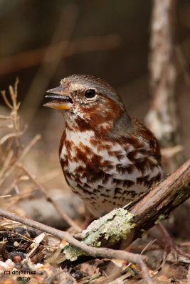 Fox Sparrow. Chesapeake, OH