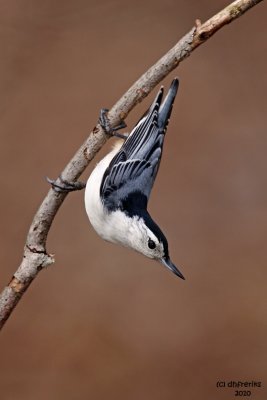 White-breasted Nuthatch. Chesapeake, OH