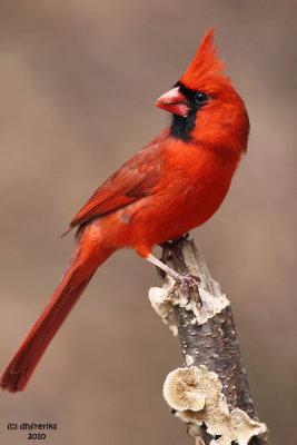 Northern Cardinal. Chesapeake, OH