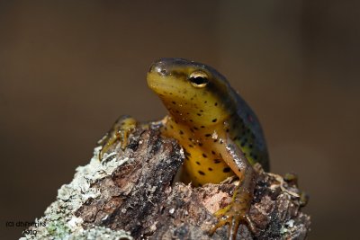Red-spotted Newt. Chesapeake, OH