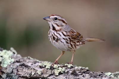 Song Sparrow. Chesapeake,  OH