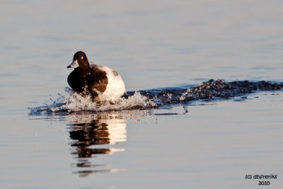 Lesser Scaup. Horicon Marsh, WI