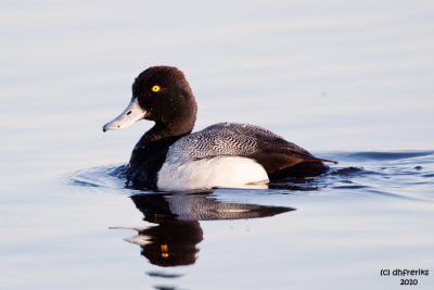 Lesser Scaup. Horicon Marsh, WI