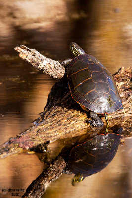 Painted Turtle. Horicon Marsh, WI