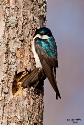 Tree Swallow. Horicon Marsh, WI