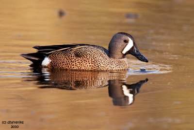 Blue-winged Teal. Grant Park, Milw.