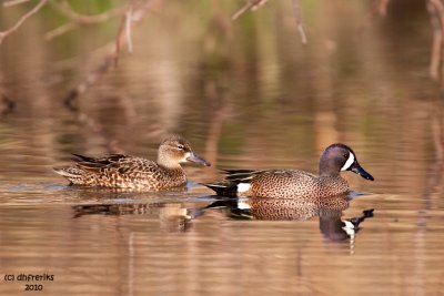 Blue-winged Teal. Grant Park, Milw.