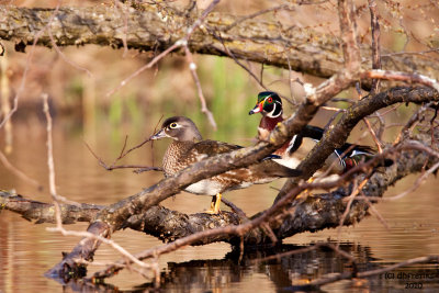 Wood Ducks. Grant Park, Milw.