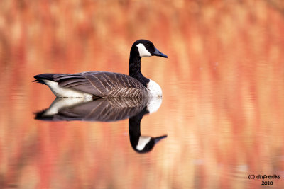 Canadian Goose. Grant Park, Milw.