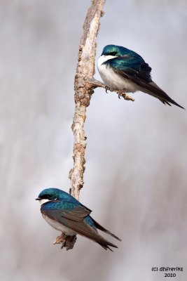 Tree Swallows. Horicon Marsh, WI