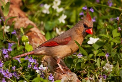 Norther Cardinal. Chesapeake, OH